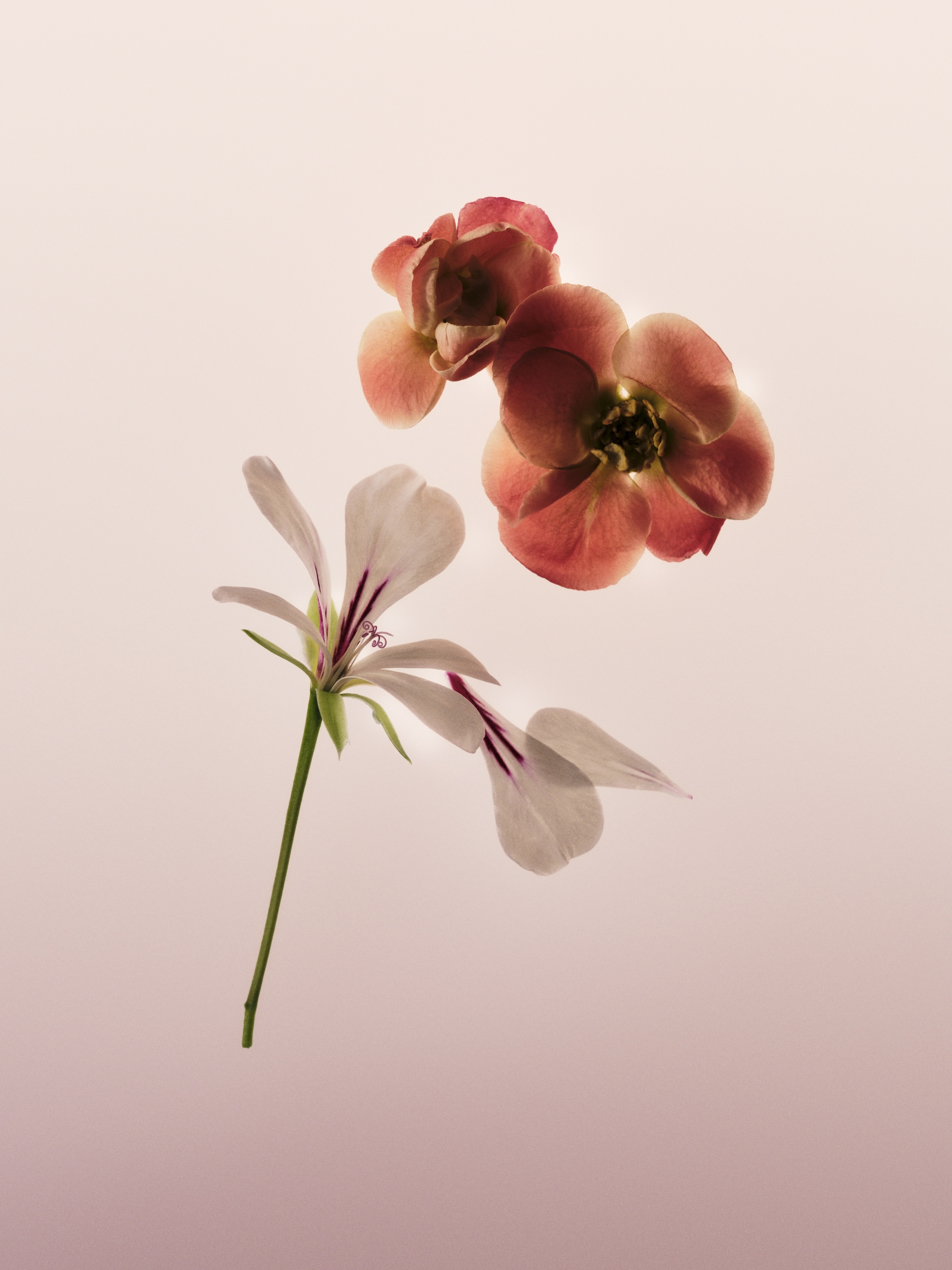 All of Me Floral, Narciso Rodriguez — image 5
