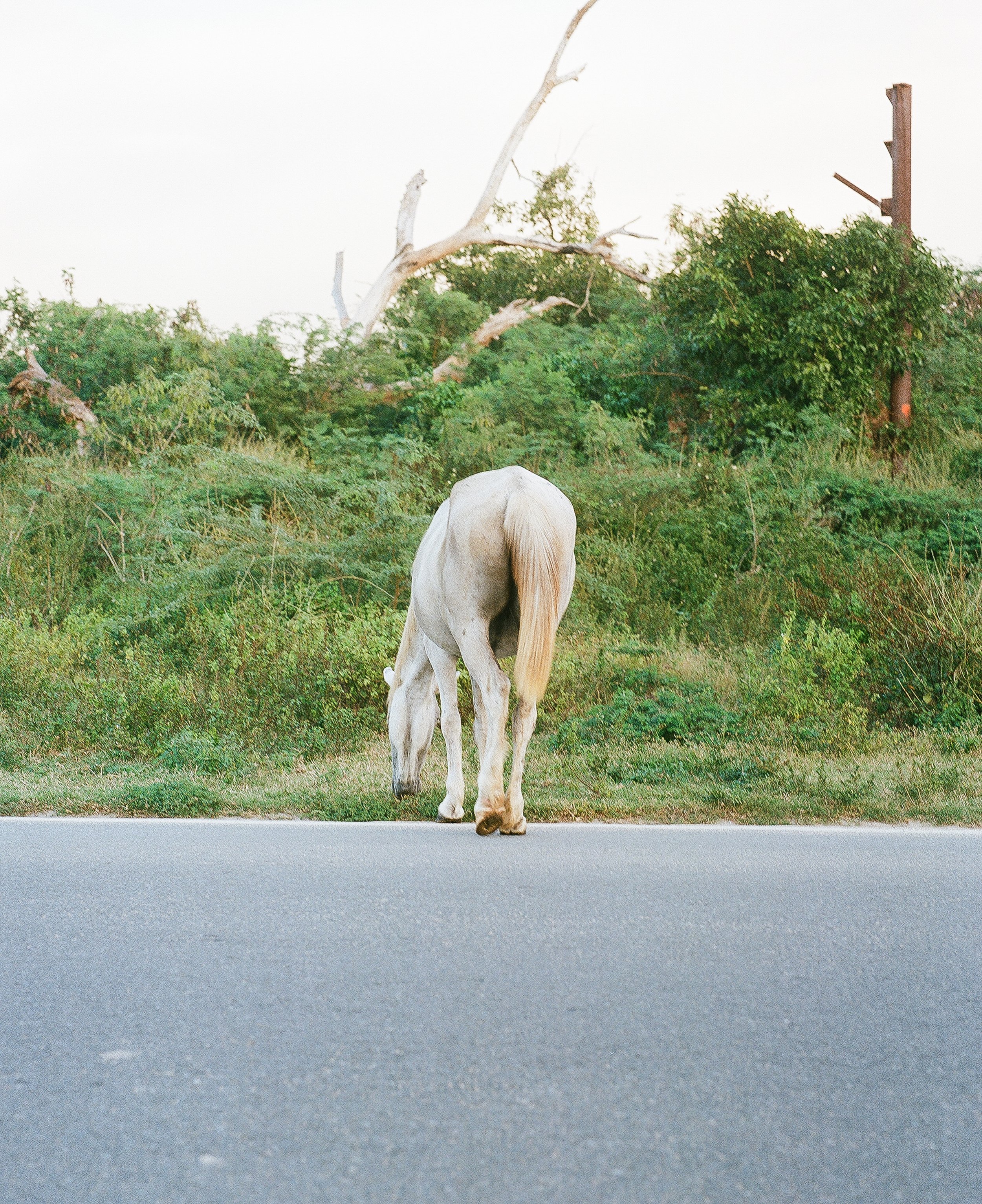 Vieques, Personal — image 13