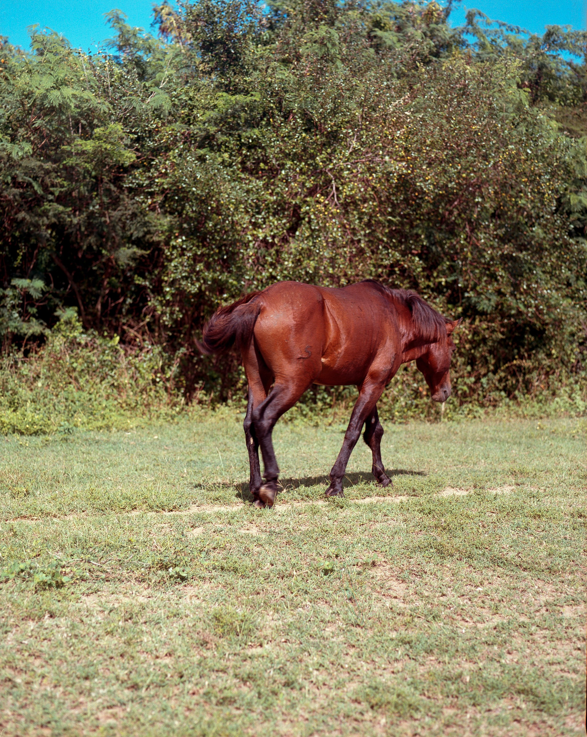 Vieques, Personal — image 15