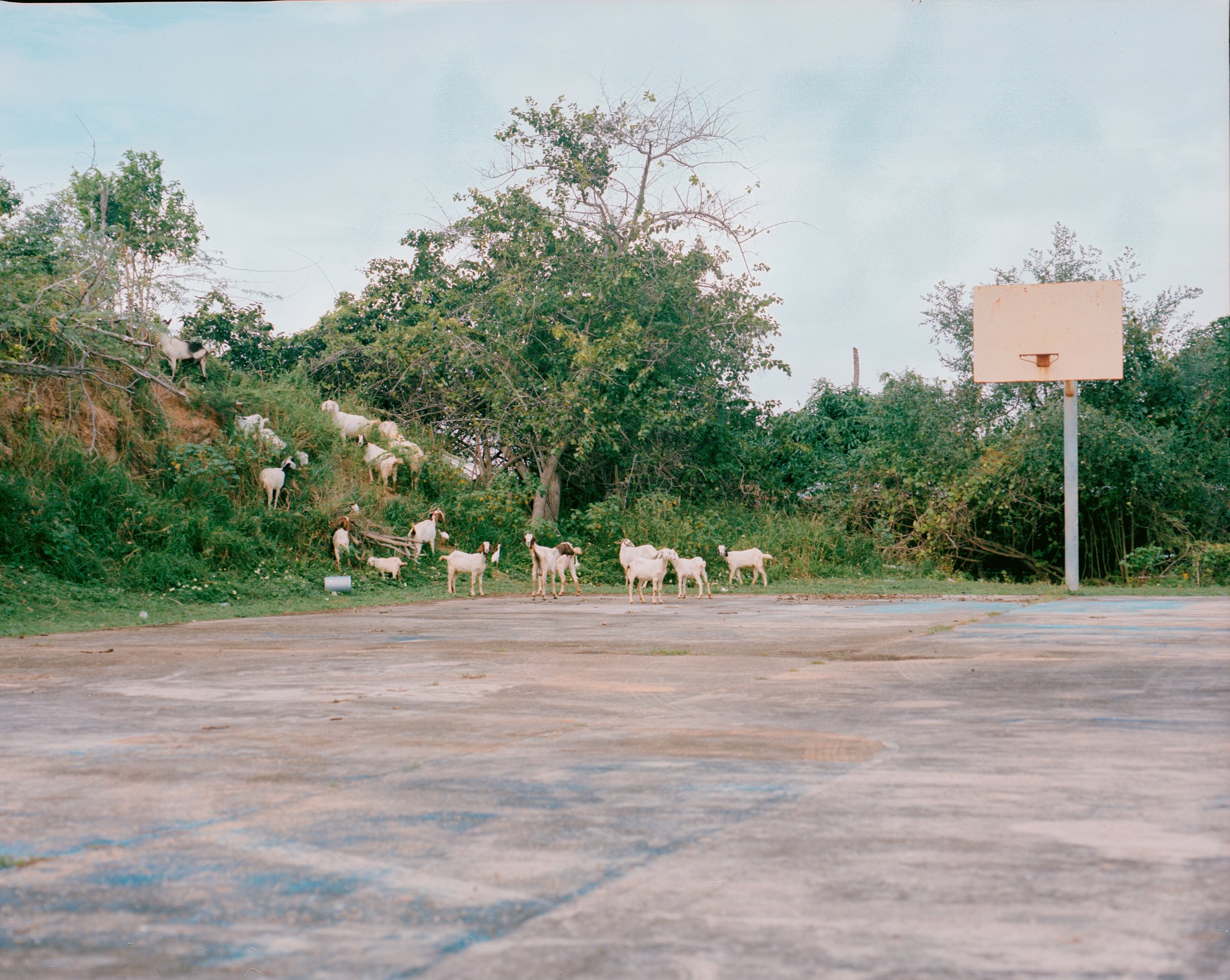 Vieques, Personal — image 20