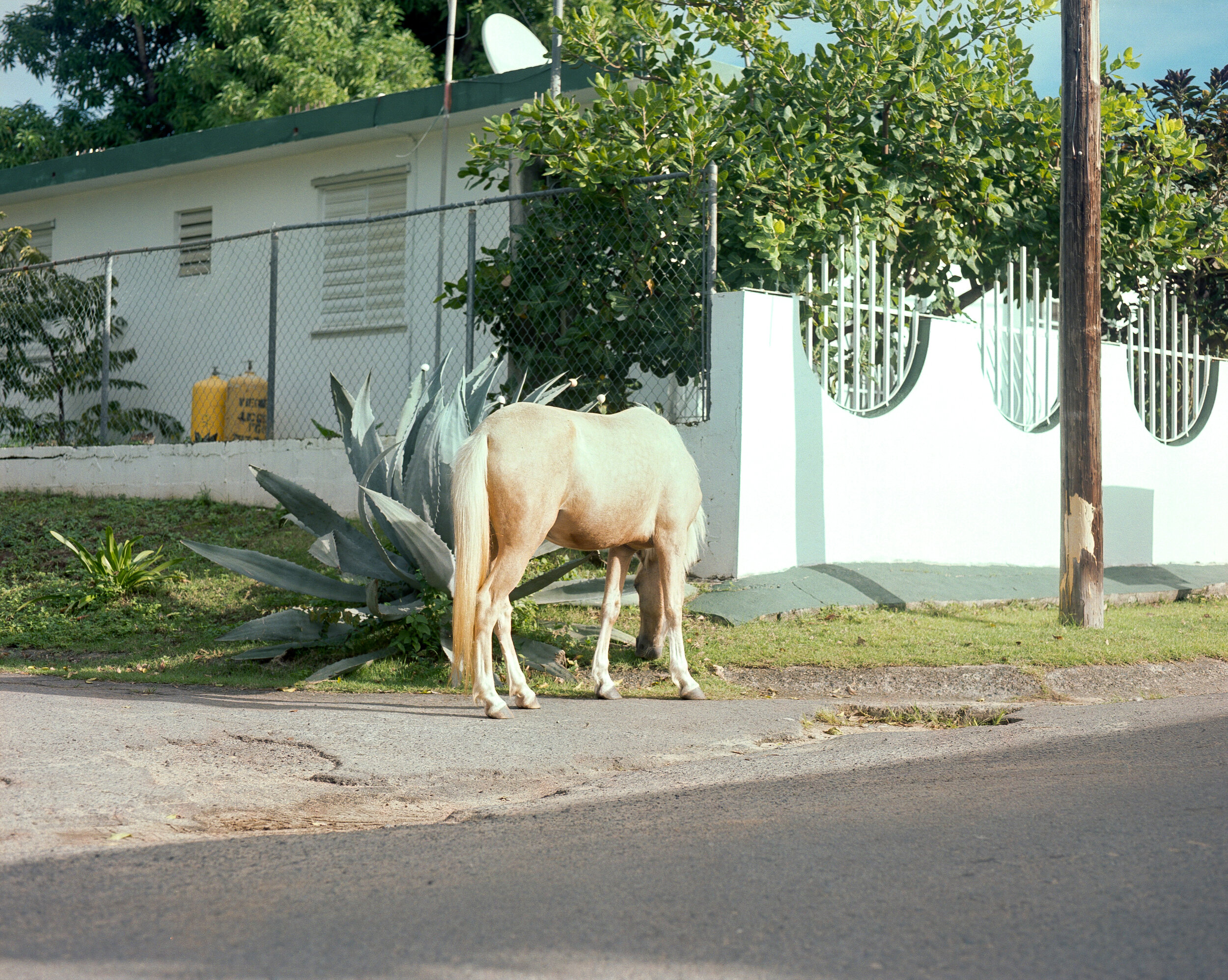 Vieques, Personal — image 3