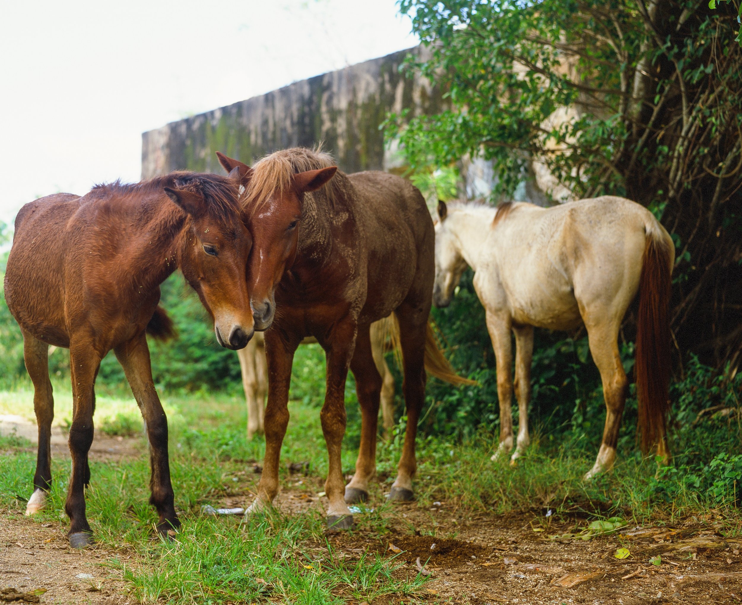 Vieques, Personal — image 4