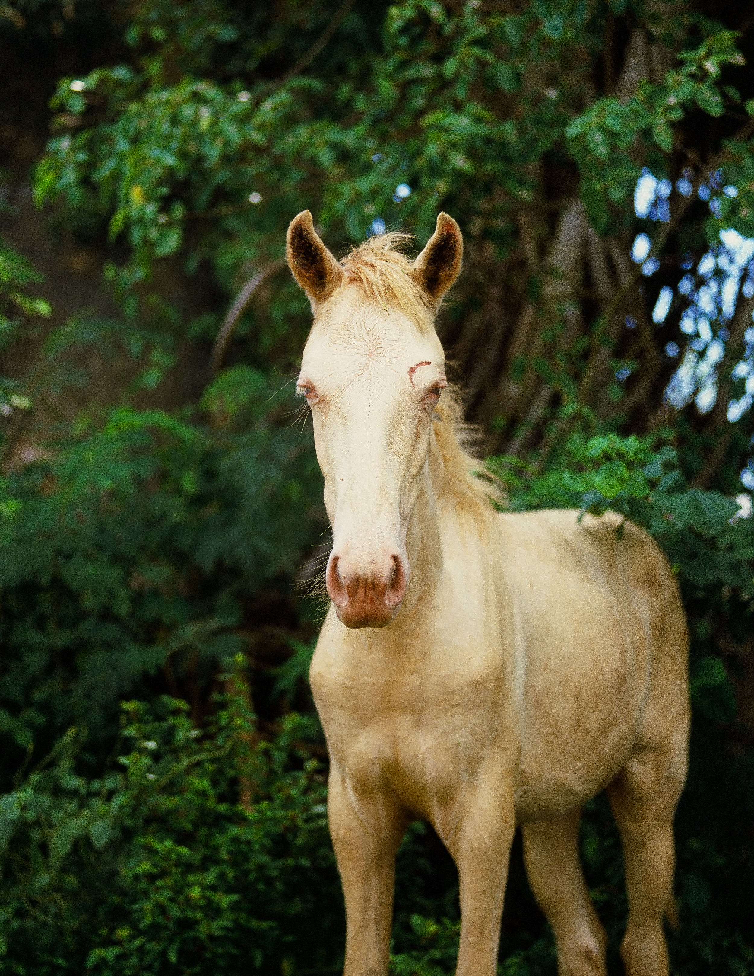 Vieques, Personal — image 5