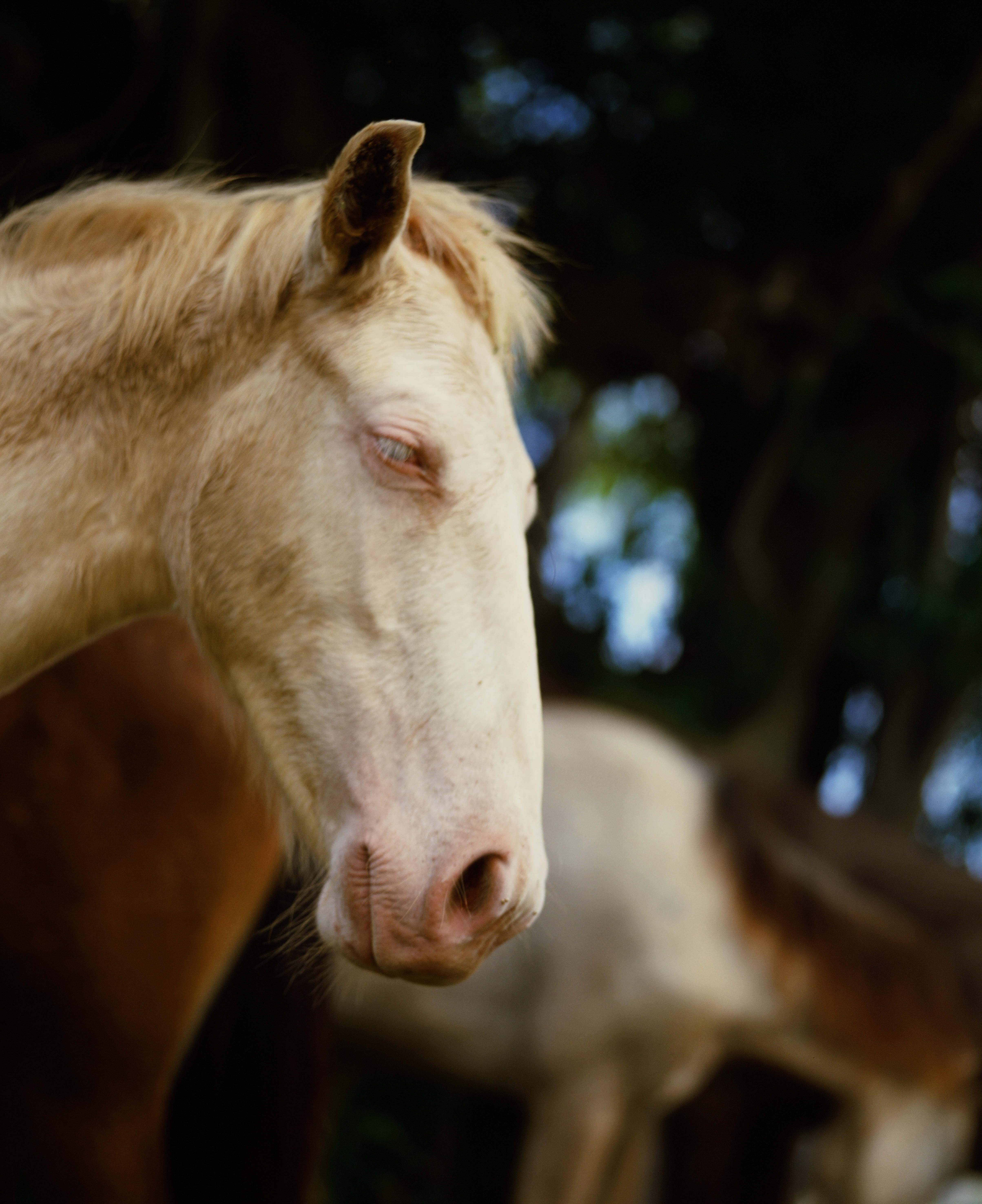 Vieques, Personal — image 6